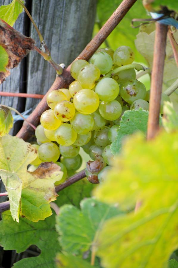 Gaestehaus Wein Im Turm Longuich Екстер'єр фото